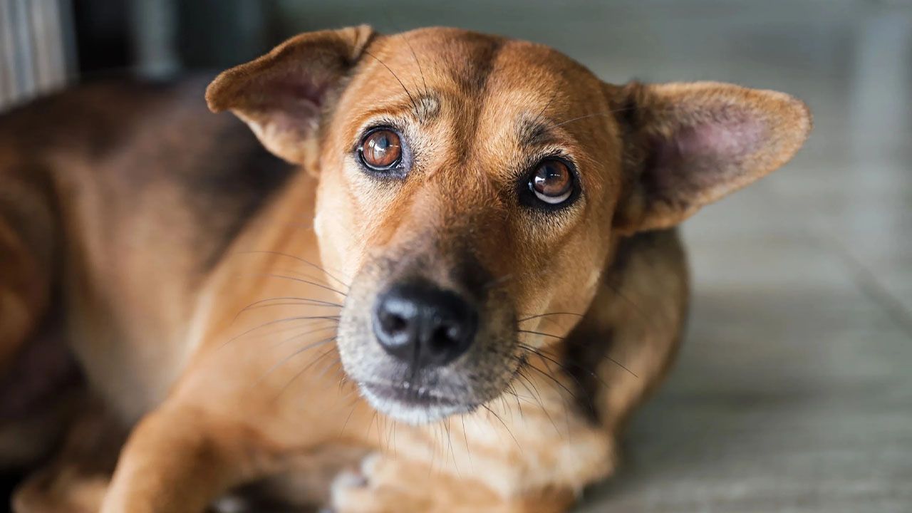 Héroe de cuatro patas salva a un bebé en Venezuela