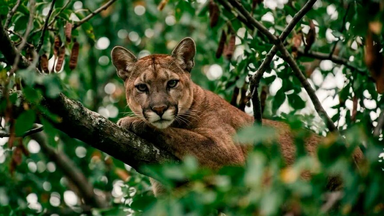 Rescatan puma hallado en un árbol en San José