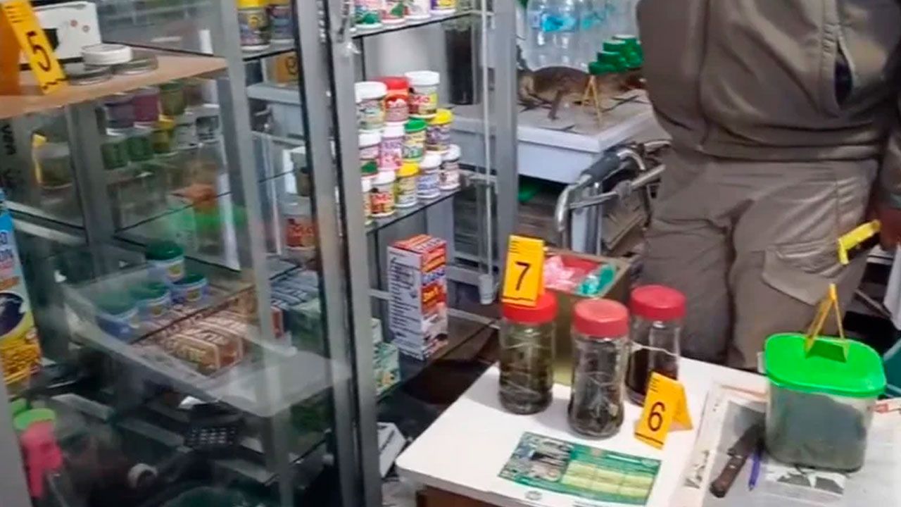 Rescatan 67 lagartijas que eran vendidas con fines medicinales