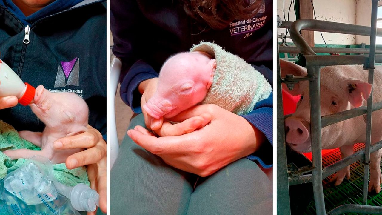 Argentina logra el nacimiento del primer cerdo clonado para futuros trasplantes de órganos en Latinoamérica