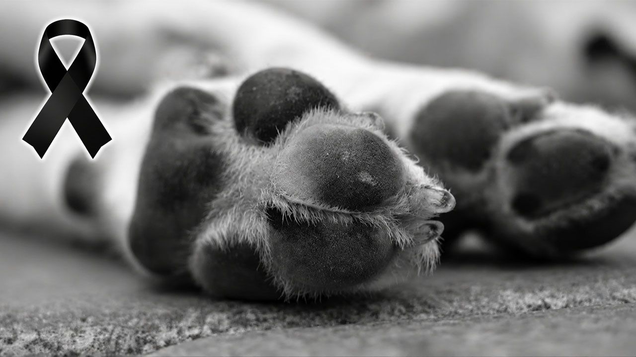 Hallan sin vida a un perrito en Uyuni tras las bajas temperaturas