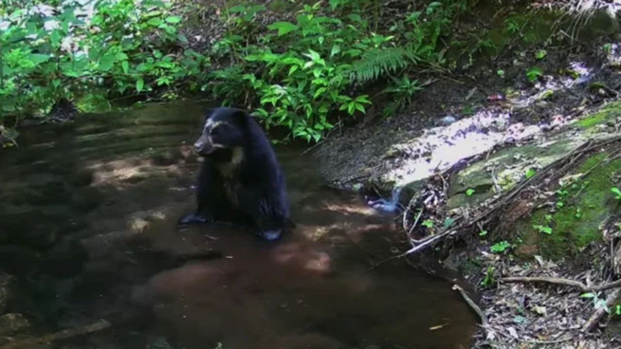Cámaras trampa registran a un jucumari en las nacientes del río Parapetí