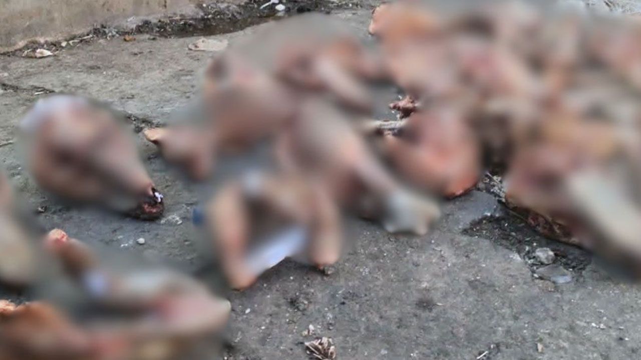 Intensifican investigación por presunto faeneo de perros en El Alto