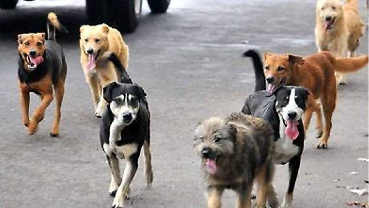 Fiscalía investiga presunto biocidio masivo de perros en El Alto