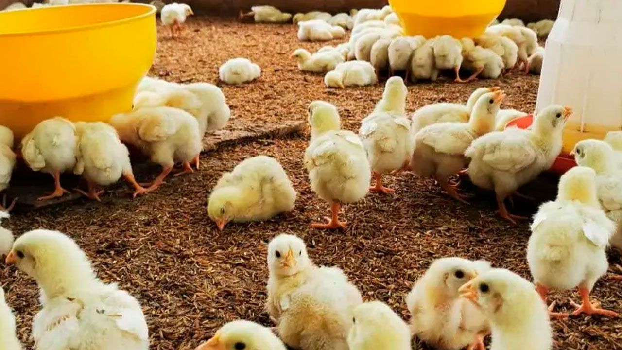 Pequeños avicultores fijan el kilo de pollo vivo en bs 8 y se declaran en emergencia