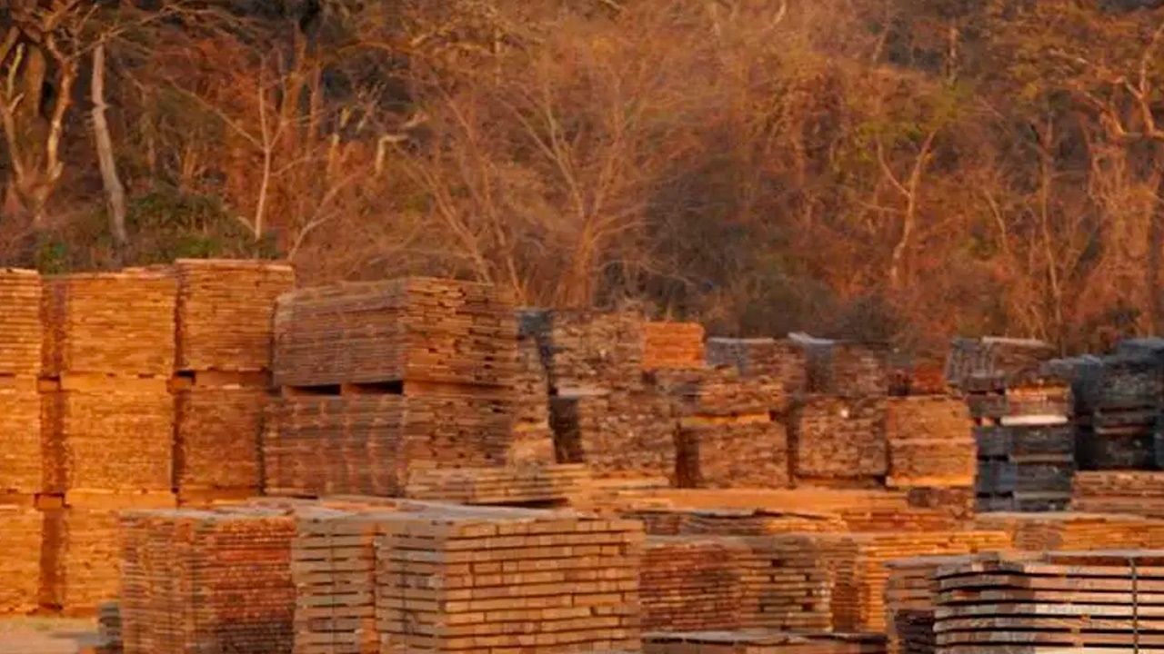 Exportadores piden apoyo al sector forestal ante caída de ventas externas