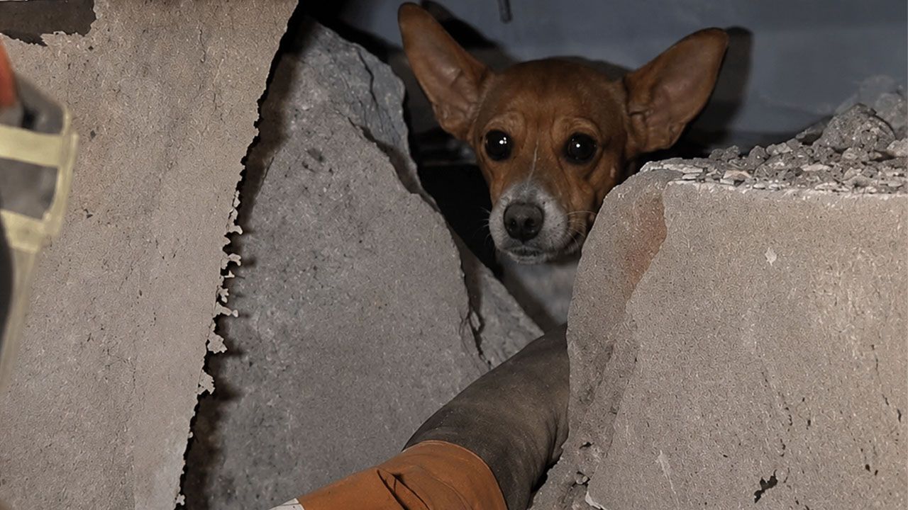 Milo es rescatado con vida tras 12 días bajo los escombros
