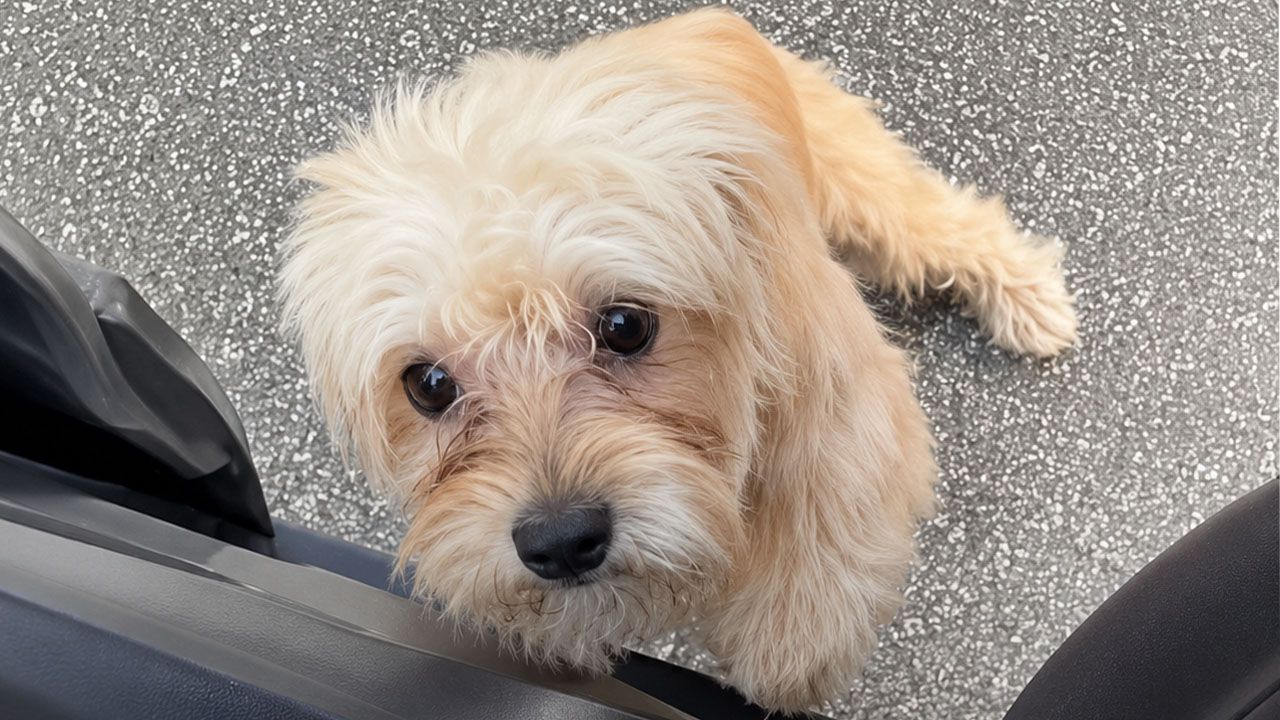 Una cachorra eligió a su rescatista y encontró un hogar para siempre