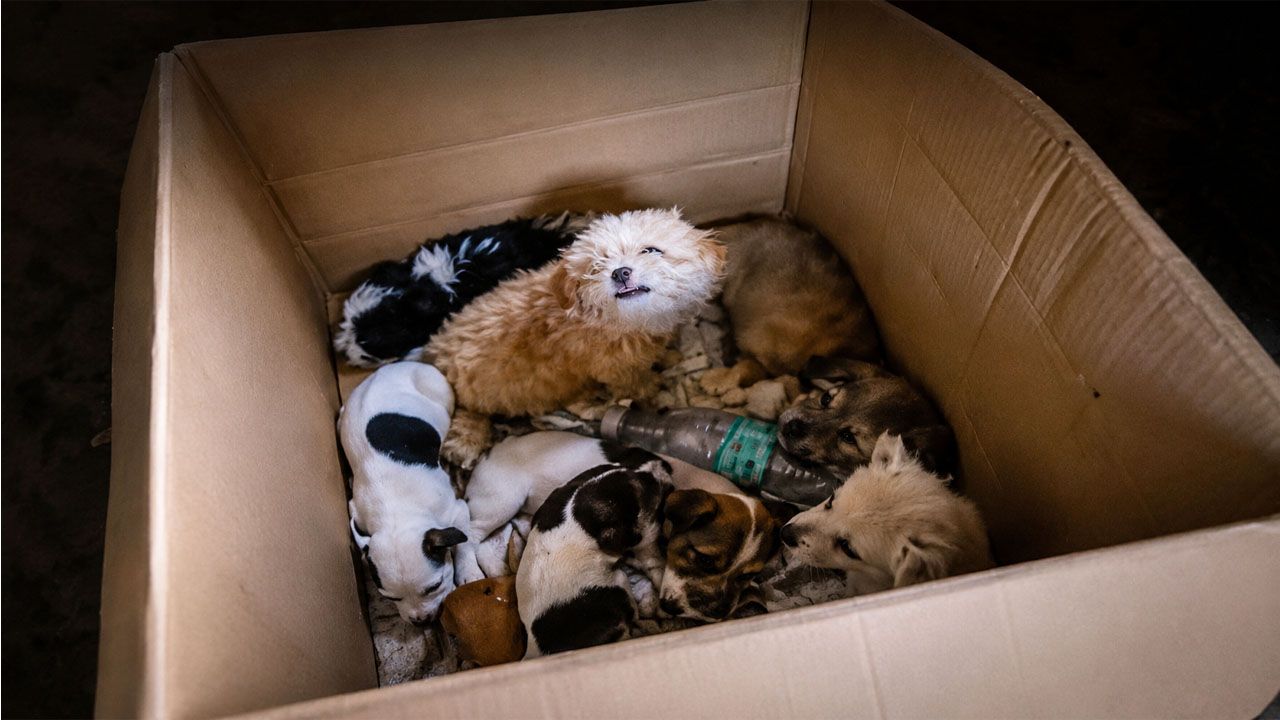 Denuncian envío ilegal de animales como encomiendas en Tarija
