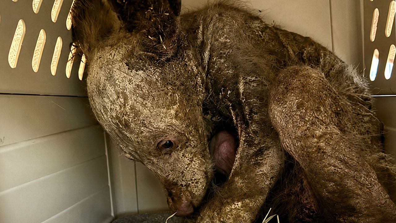 Oso que fue hallado sin pelo y gravemente enfermo logra recuperarse