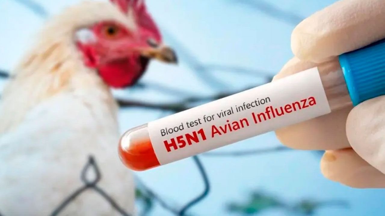 Bolivia activa medidas preventivas por brote de gripe aviar en Perú