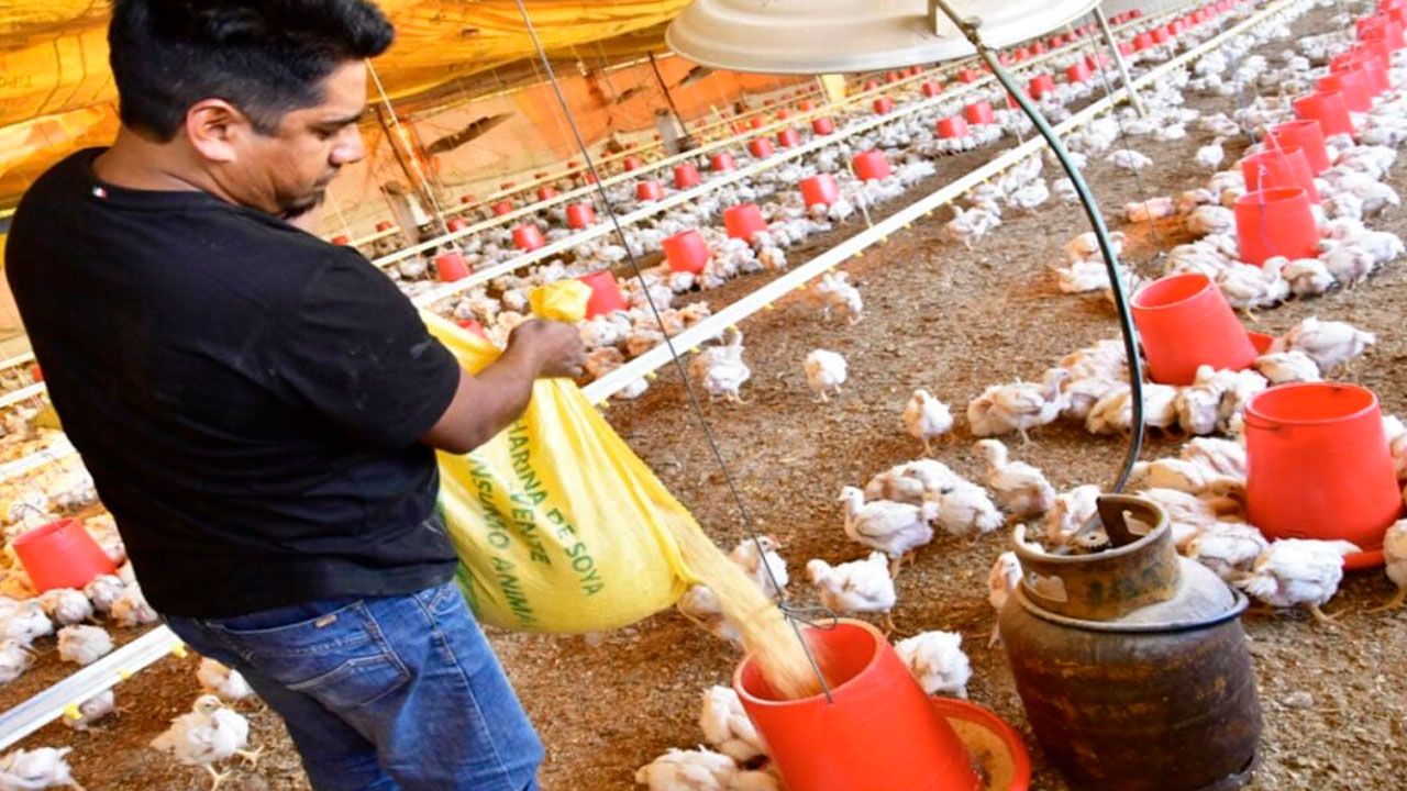 Avicultores rechazan nuevos incrementos en agroinsumos