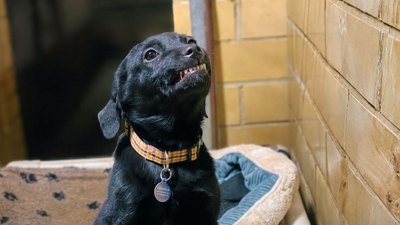 Cachorro que conquistó al mundo con su sonrisa encuentra un hogar junto a sus hermanos