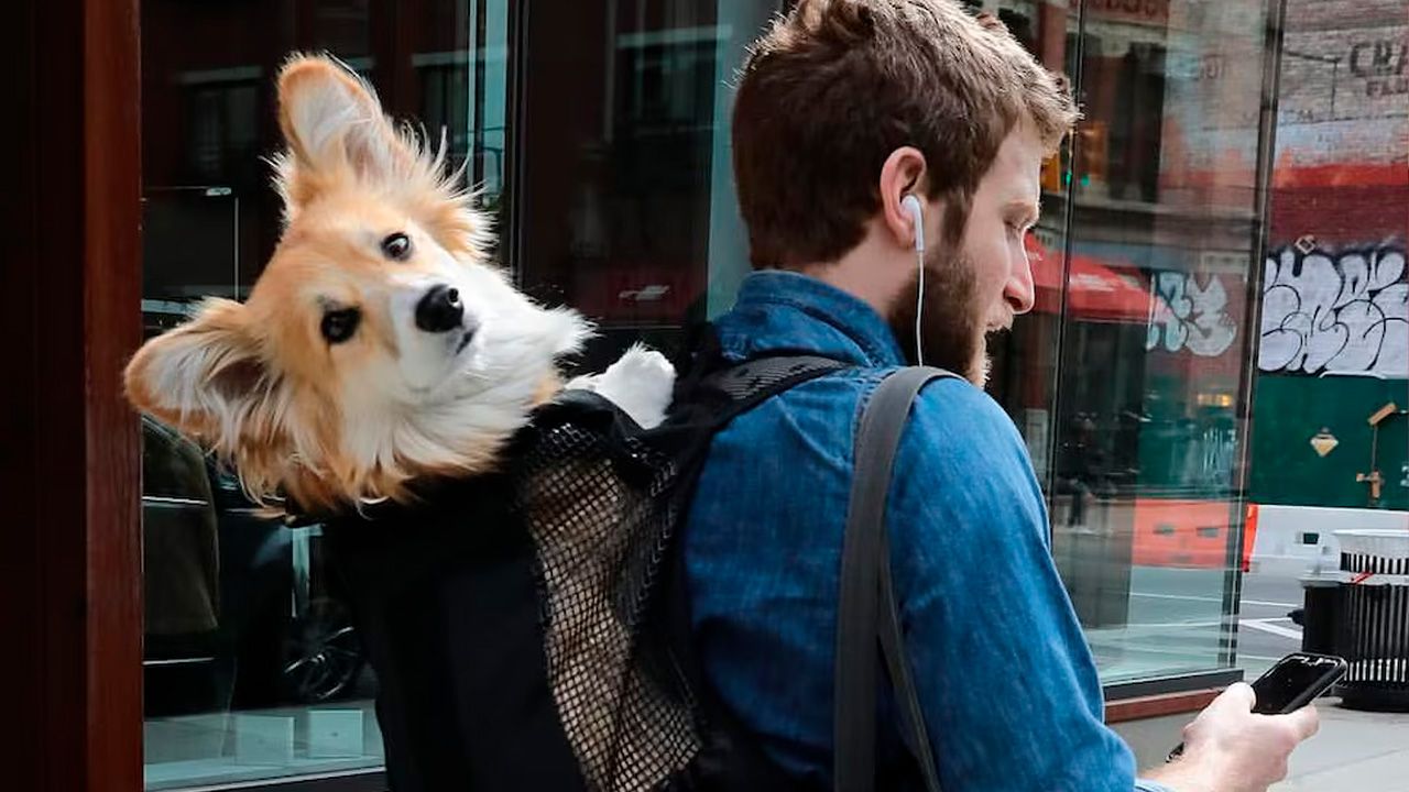 Influencer viral ayuda a perros de refugio a ser adoptados