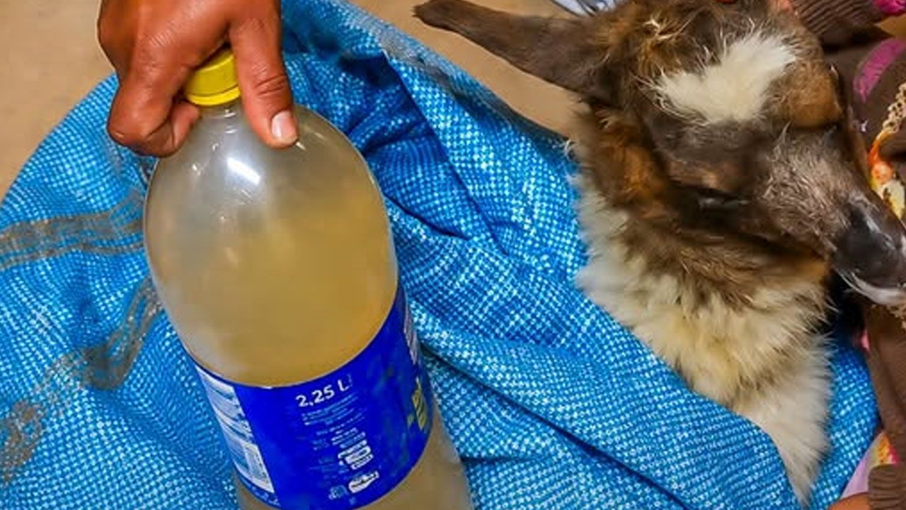 Comunarios de Corque denuncian la muerte de 14 llamas tras consumir agua de vertientes
