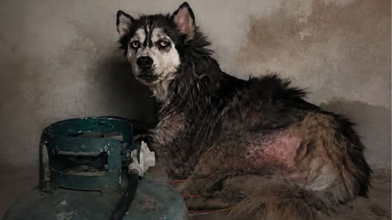 Rescatan a husky tras denuncia por presunto abandono