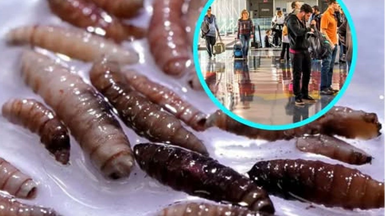 Detectan primer caso humano de parásito “come-carne” en EE.UU.