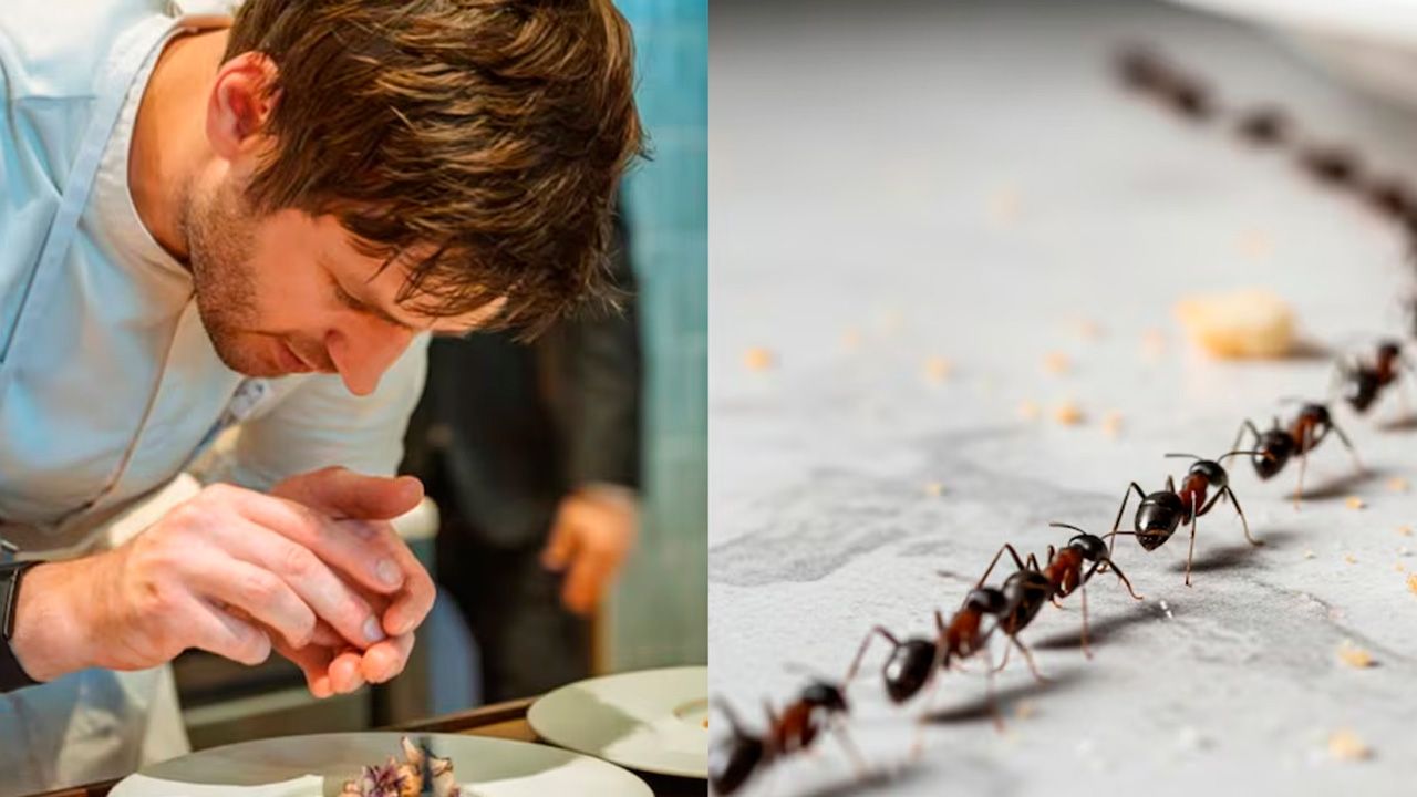 Restaurante Michelin enfrenta juicio por servir hormigas