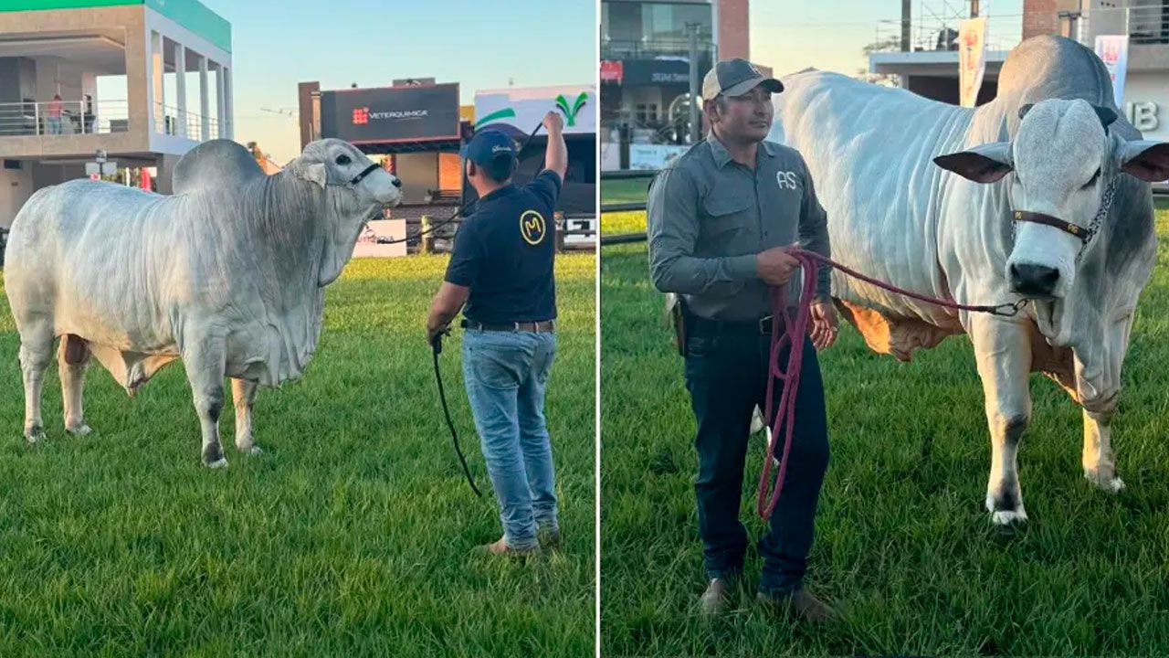 Sylvester FIV Trébol y Thanak FIV Sausalito son los toros más pesados de la Fexposiv 2026