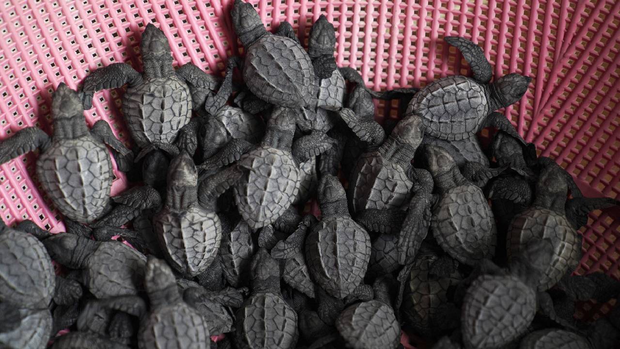 Liberan en playa de Nicaragua tortuguitas paslama, en riesgo de extinción
