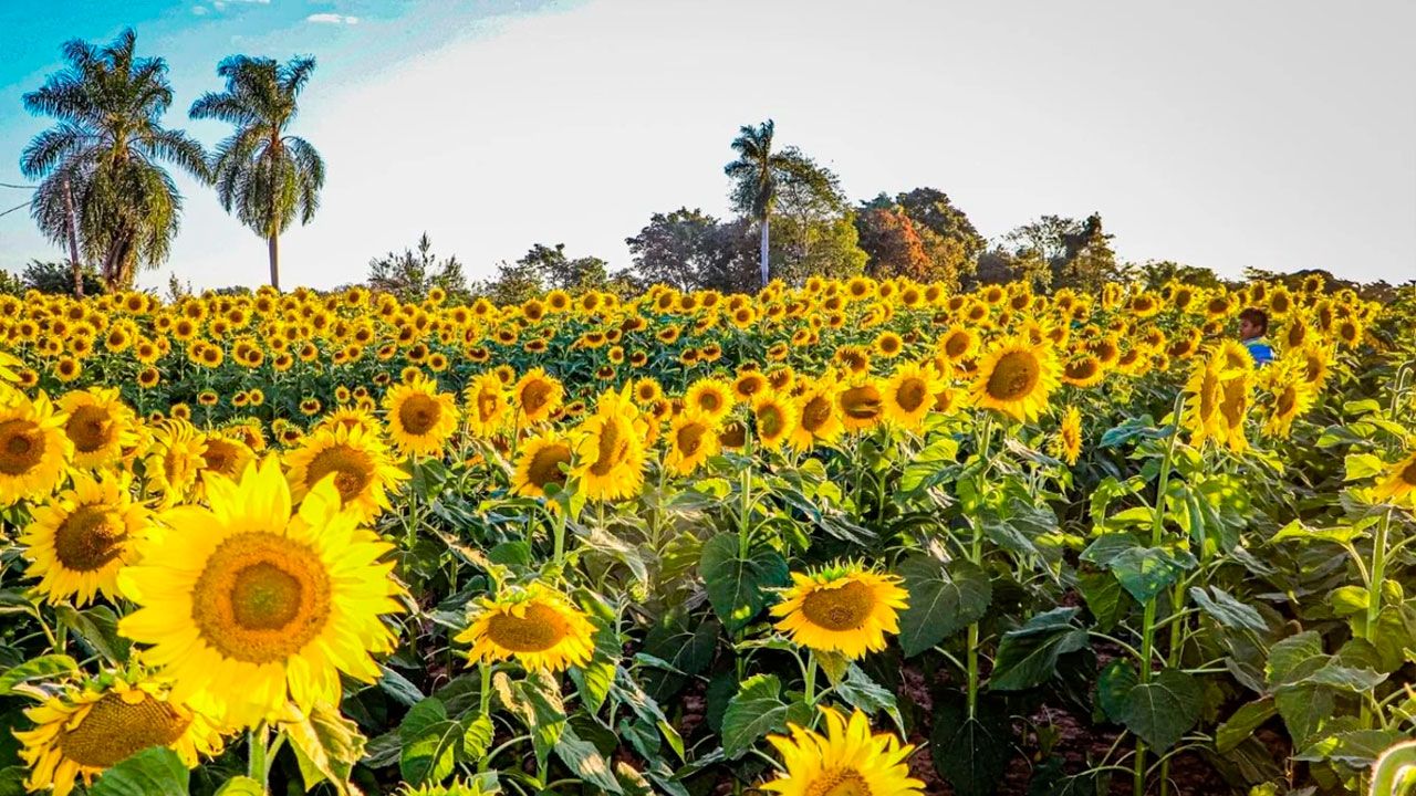 San Julián recibe el día nacional del girasol con exposición de tecnología e innovación agrícola