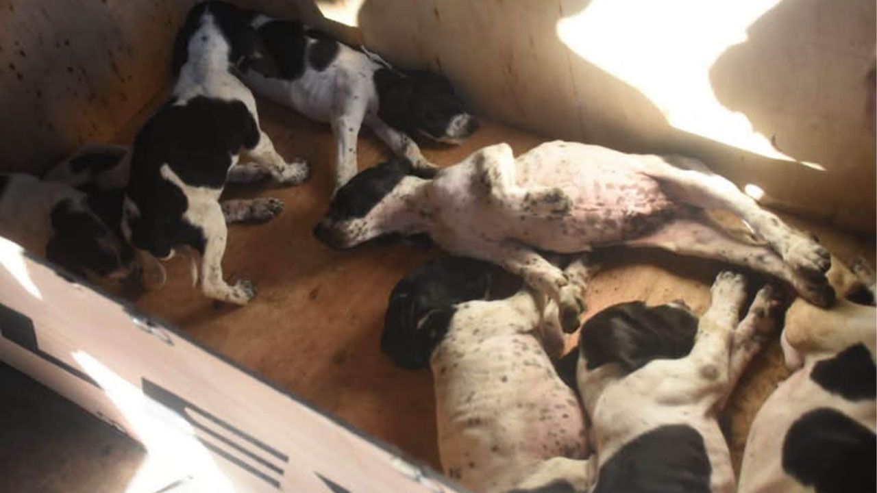Rescatan a 12 cachorros enviados como encomienda en condiciones de maltrato