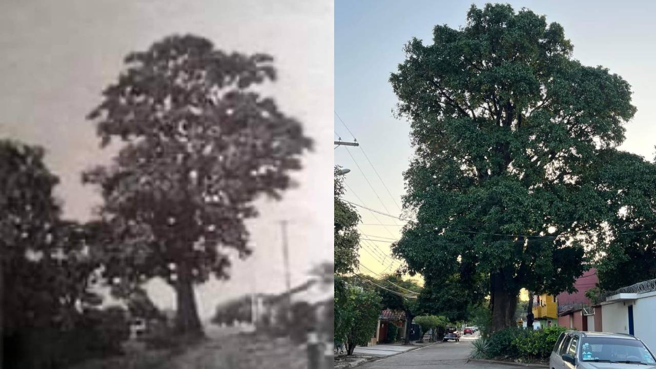 El Árbol Aguaí de Santa Cruz: Un Testigo Centenario de la Ciudad