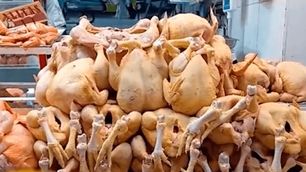  Sin diésel para sacar el pollo de granja: El precio cae en mercados y el sector avícola reporta pérdidas millonarias 