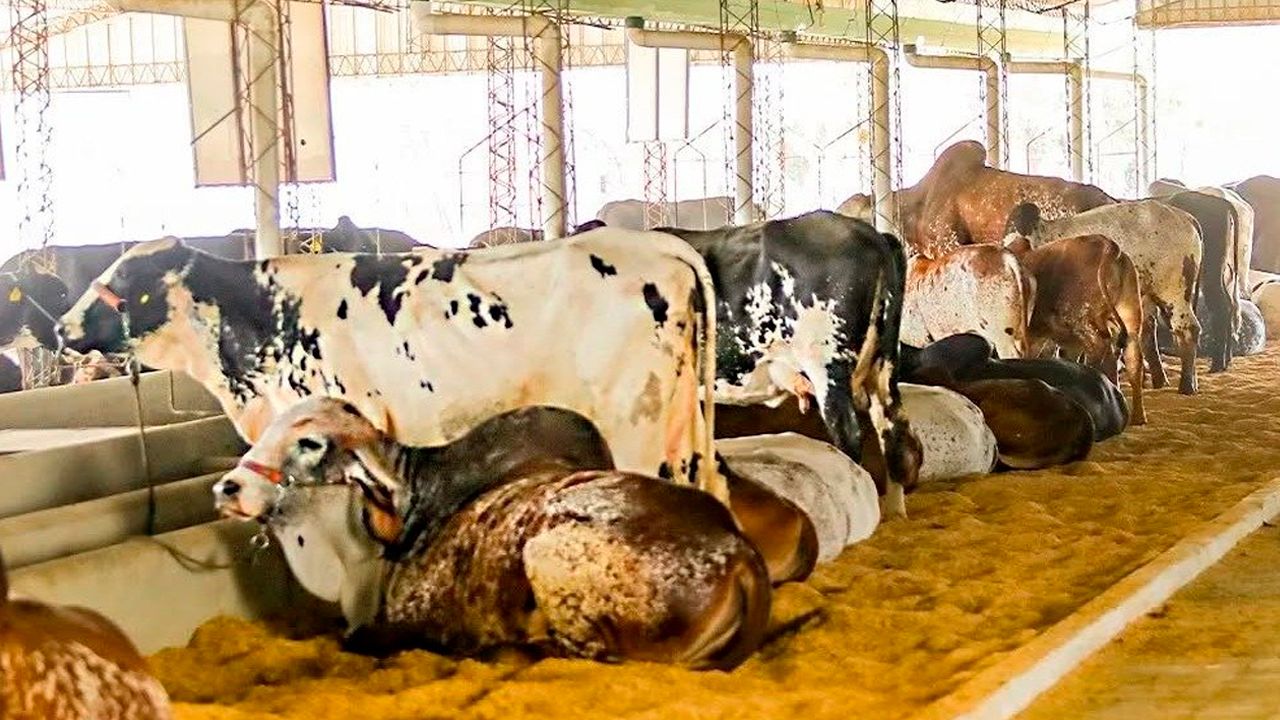 Campo ferial recibe ganado desde este miércoles rumbo a Expocruz