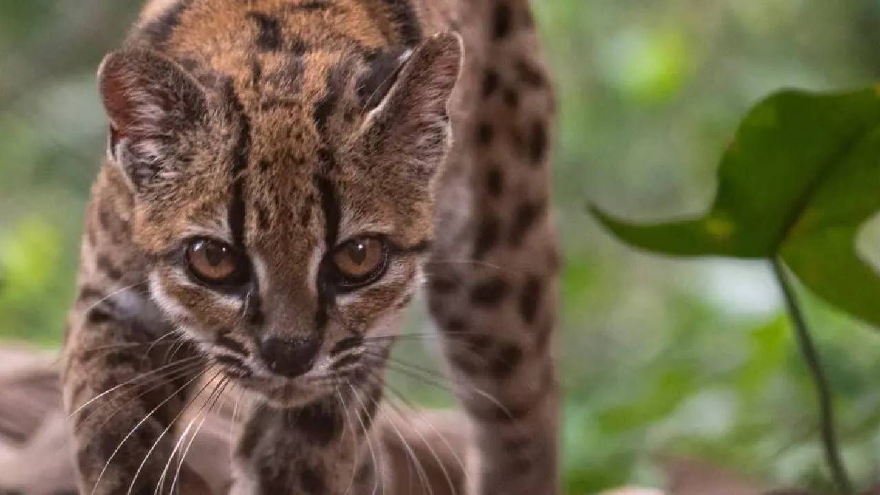 Descubren en Bolivia al "Gato Tilcayo", una nueva especie de felino silvestre