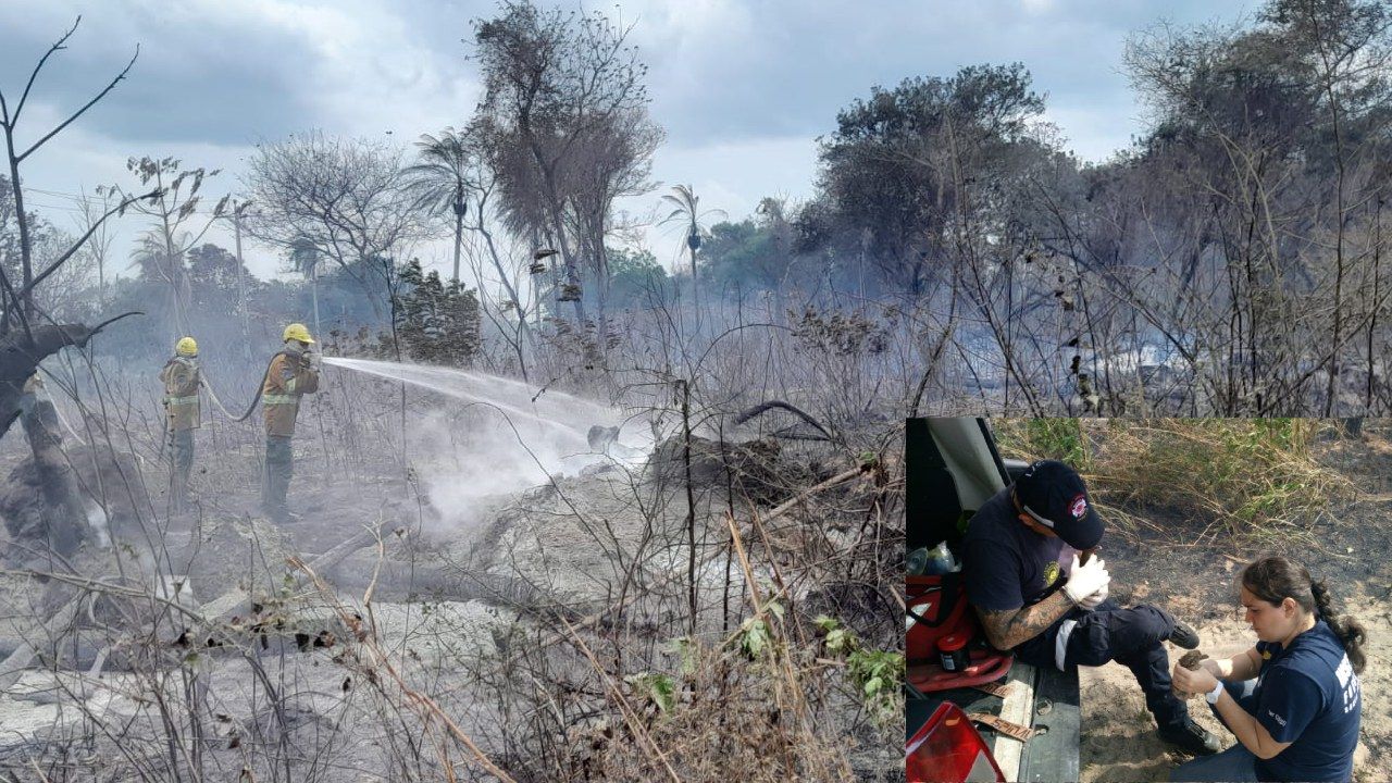 Incendio de pastizales causa afectación a animales silvestres y amenazó a viviendas