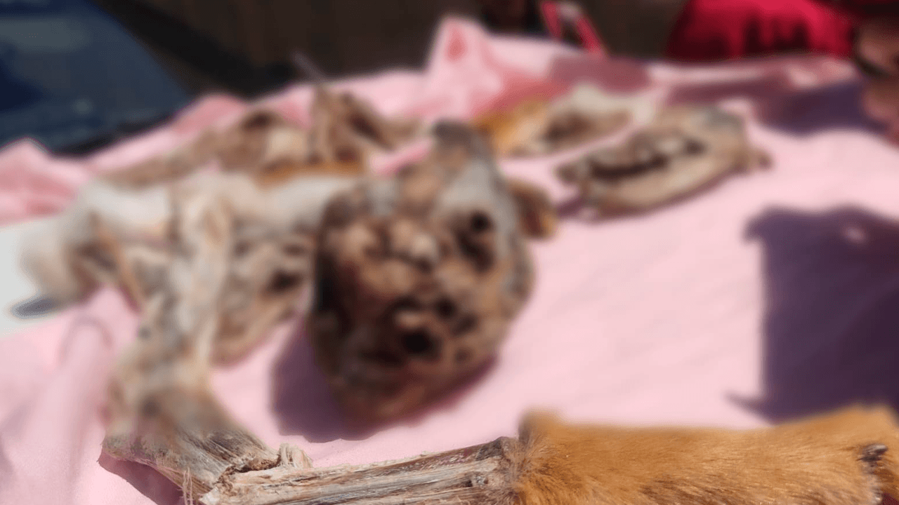 Alcaldía interviene venta de carne disecada, presuntamente de zorro en feria de Río Seco