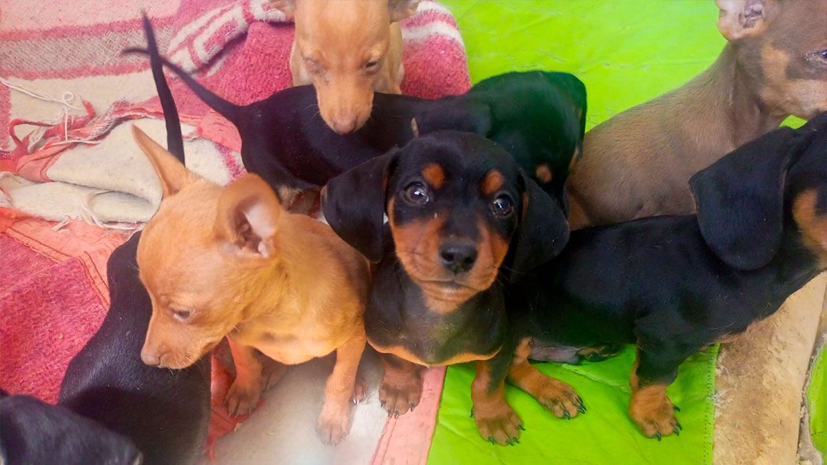 CEMZOO prioriza atención de mascotas rescatadas de la Feria 16 de Julio