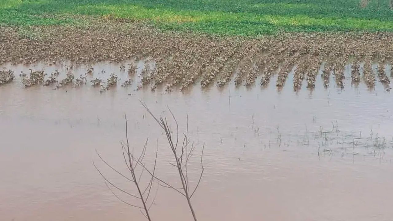 Inundaciones afectan más de 15.000 hectáreas en San Pedro