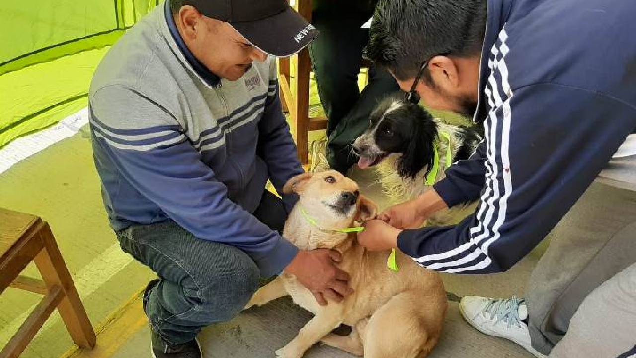 Puntos de vacunación contra la rabia para mascotas  en Santa Cruz