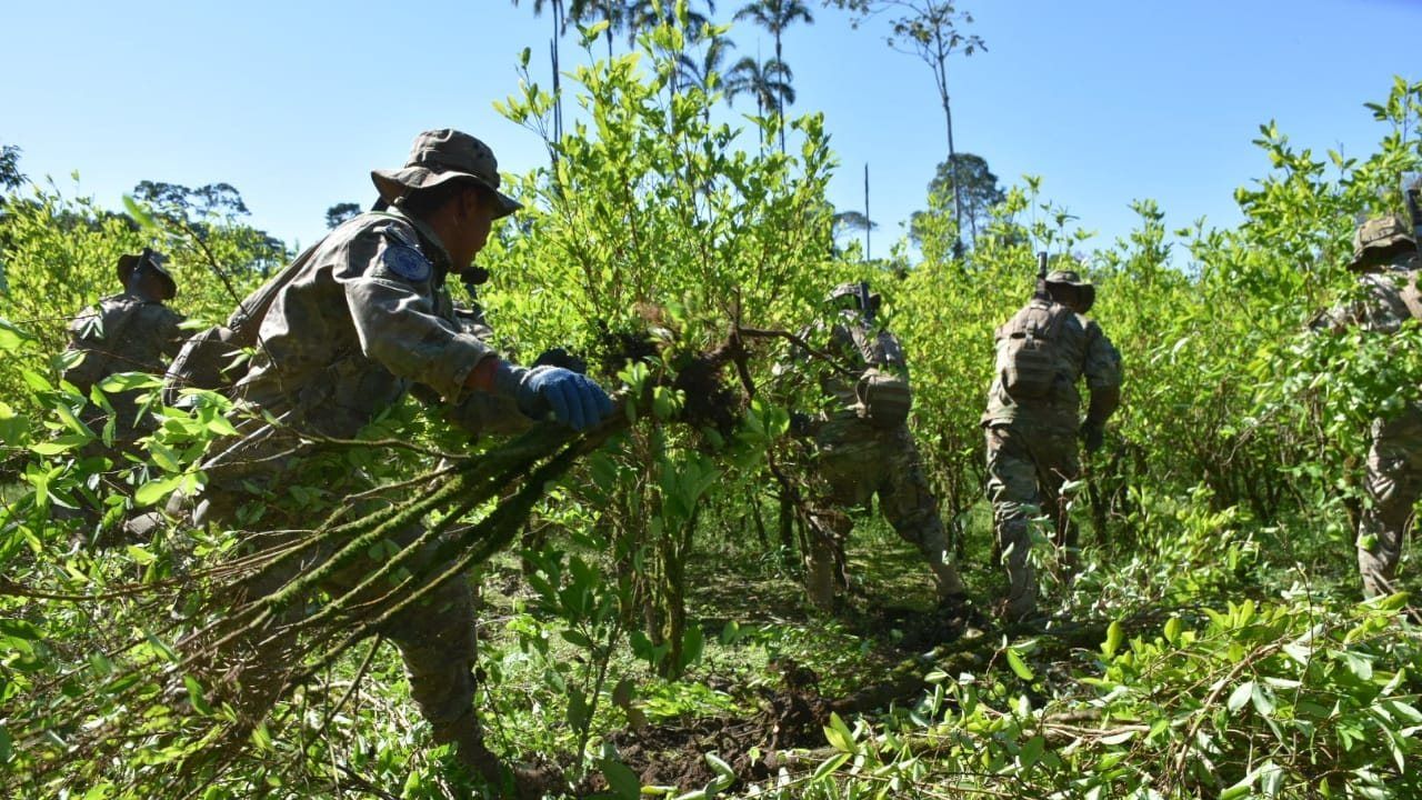 Proponen Reducir el Cultivo Legal de Coca en Chapare Tras Operativos Antidroga