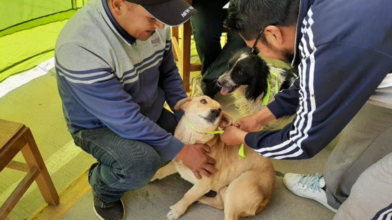 Éxito en la Campaña Masiva de Vacunación Antirrábica inmunizó a más de 842,000 Mascotas