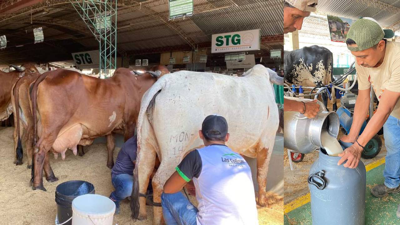 Con 23 vacas lecheras, arrancó el segundo día de ordeña en Fexpocruz