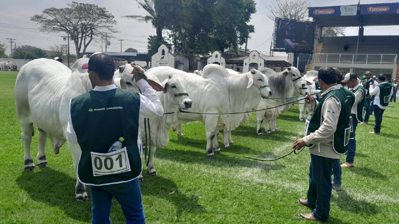 Con ejemplares de alta genética arranca la agenda de juzgamiento en la Fexpocruz 