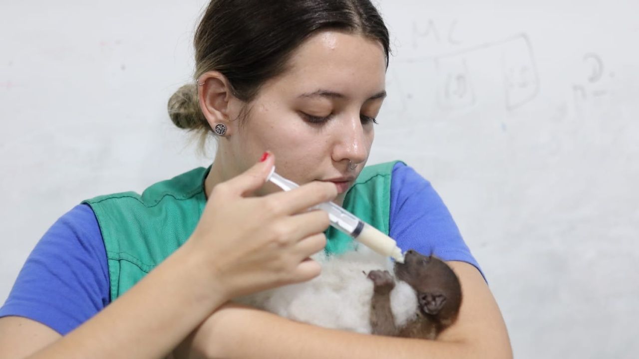Rescatan seis animales silvestres que iban a ser comercializados