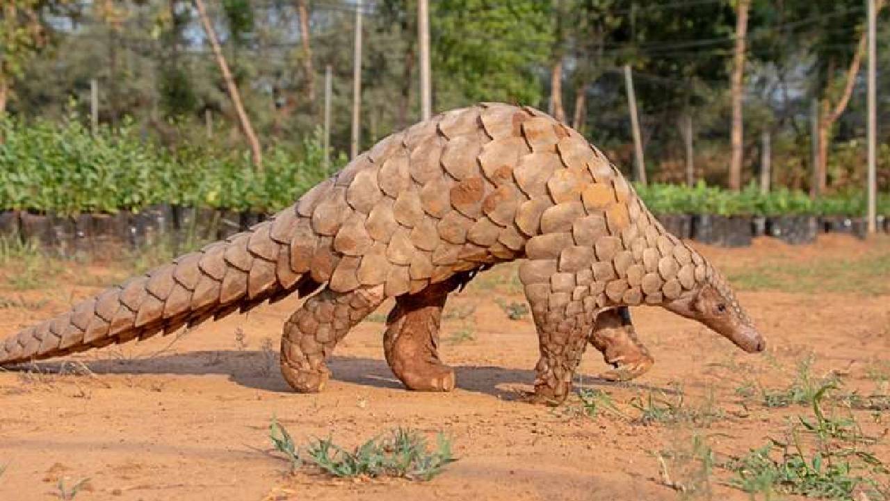 Científicos descubren nueva especie de pangolín
