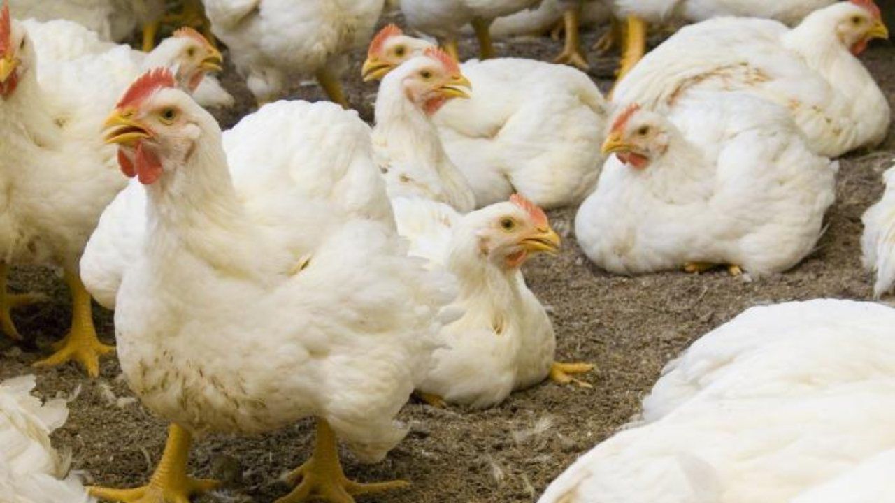 Ola de Calor Impacta a la Producción Avícola: Reportan Muertes de Pollo