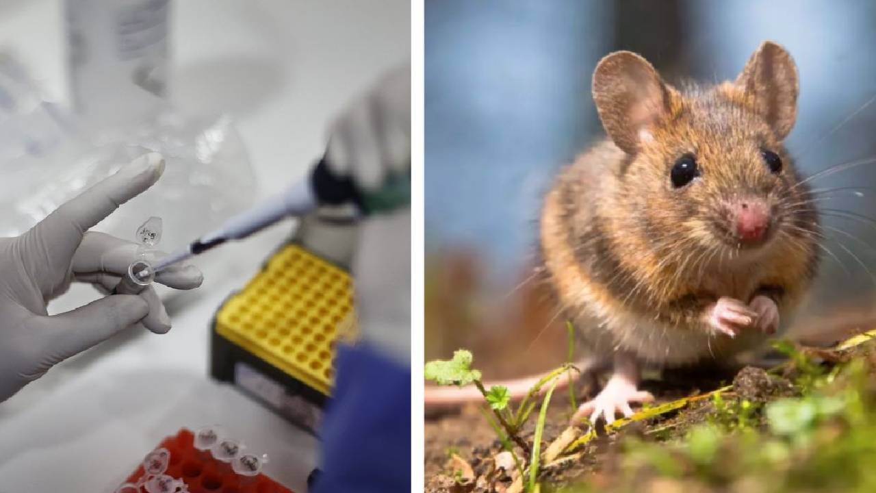 Sedes Reporta Un Caso De Hantavirus