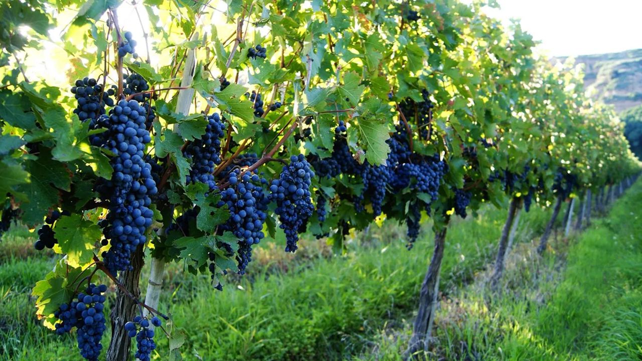 Tarija produce el 85% de la uva del país con 59,2 millones de kilos al año