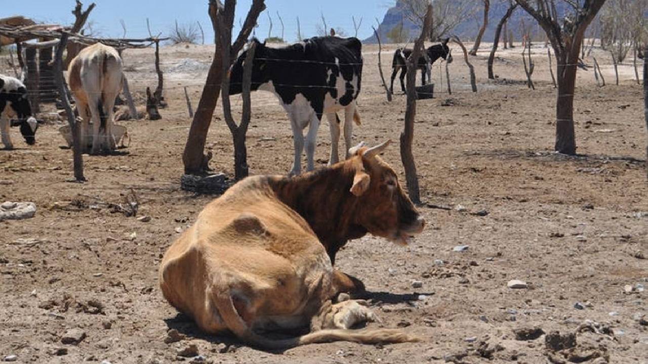 "El Chaco Esta Sin Agua Y Forraje Por Sequia"