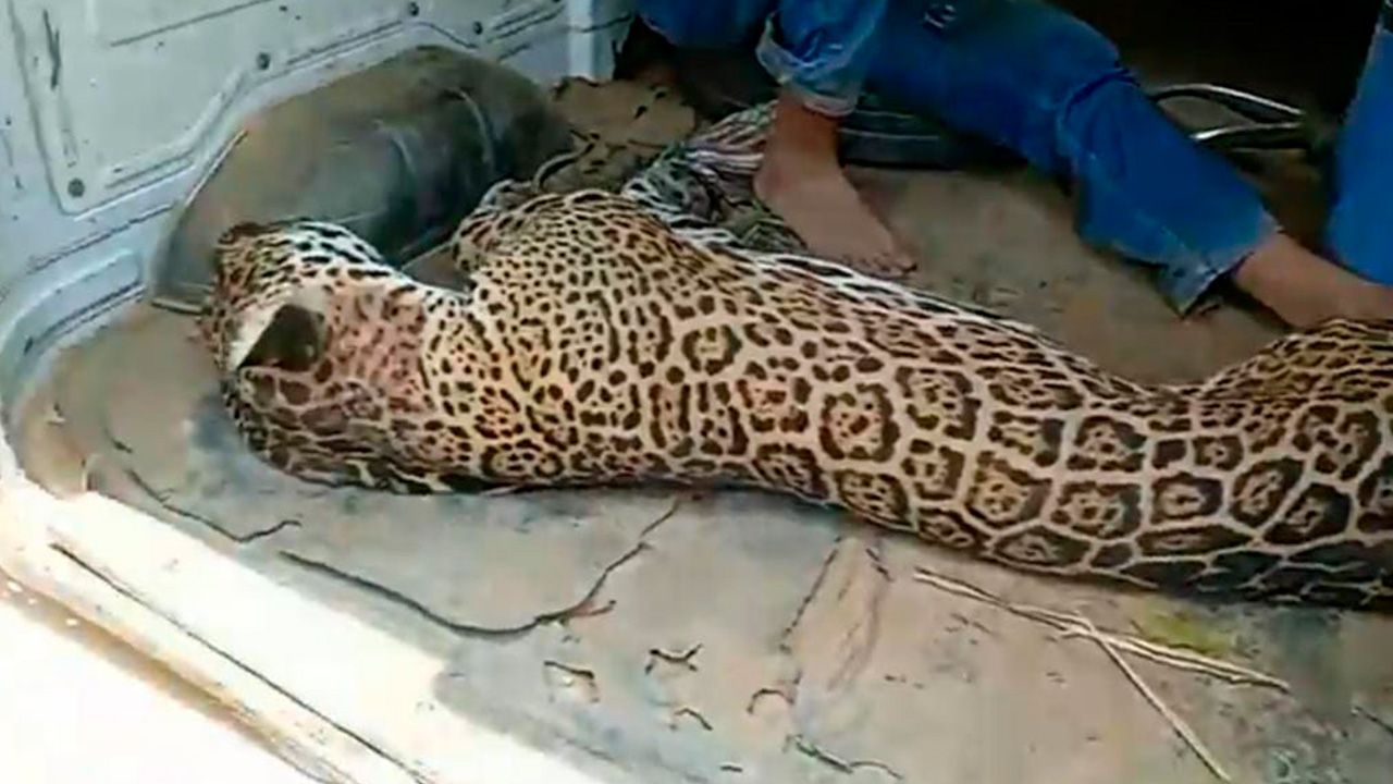 "Arrestan a sospechoso de transportar jaguar muerto en Ascensión a Guarayos"