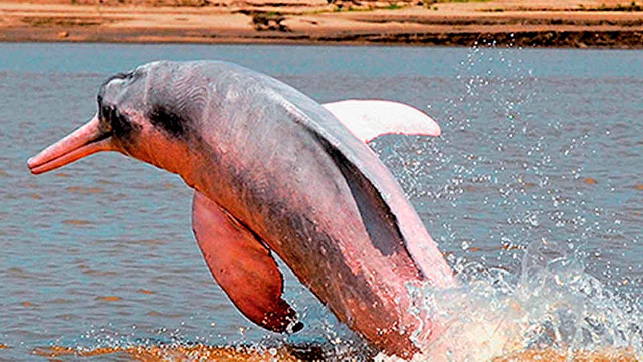 La crisis climática amenaza la vida de los delfines rosados del Amazonas colombiano