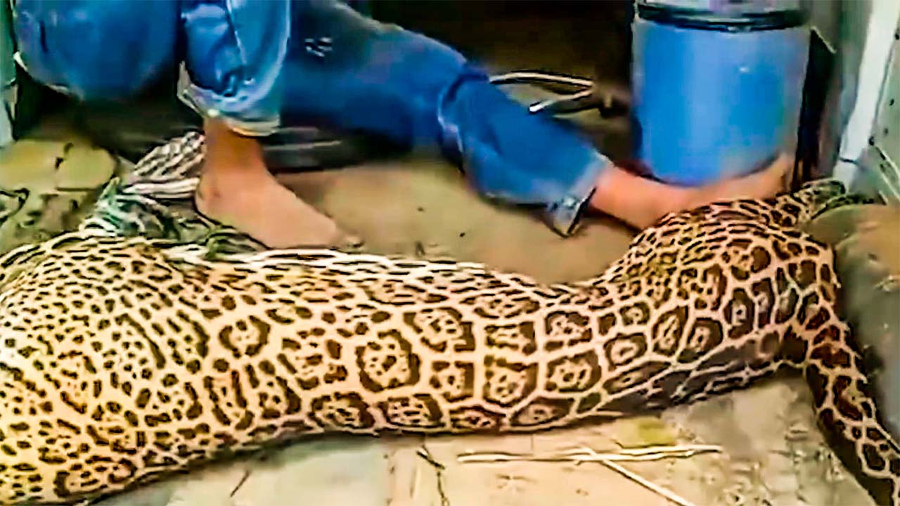Sujeto que habría matado a un jaguar en el municipio de ascensión de guarayos fue aprehendido