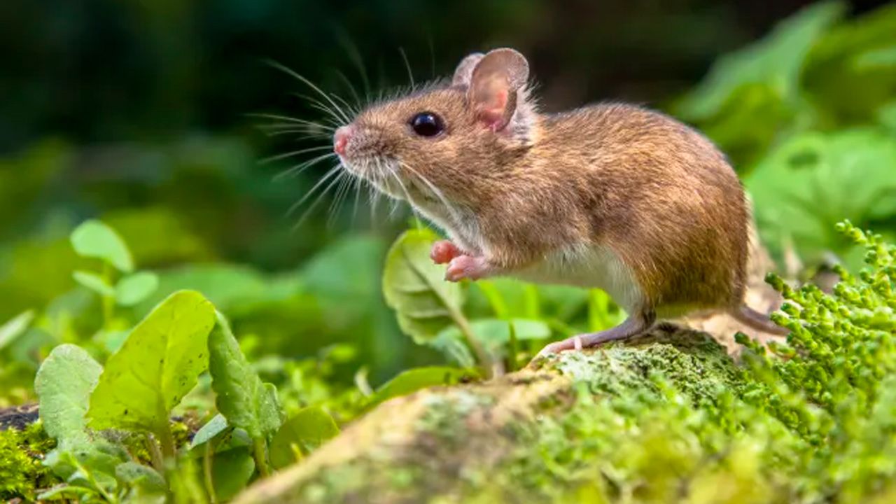 "¿Los mamíferos podrían vivir en Marte? Investigación con ratones en ambientes extremos ofrece pistas"