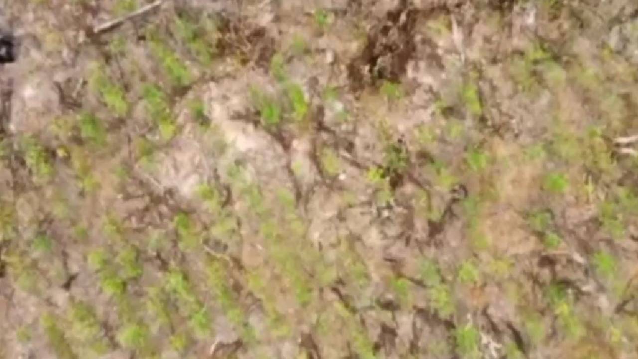 Descubren Plantaciones de Coca en el Área Natural de Manejo Integrado Amboró